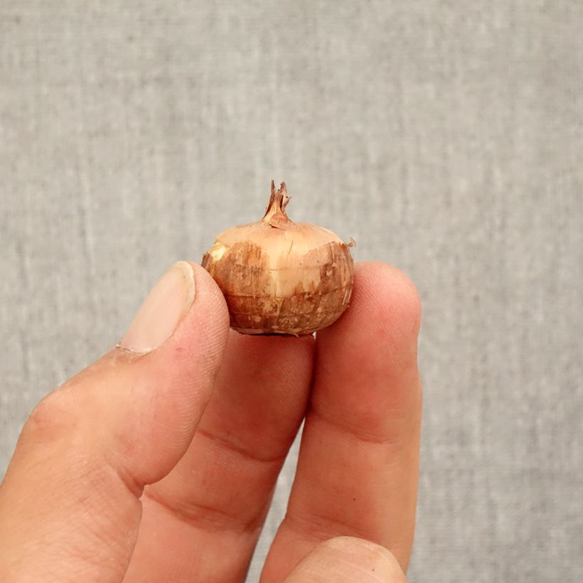 Amostra de Crocus pulchellus Zephyr - Crocus d'automne Bulbe Kaliber/Größe 5+ tal como entregue no outono