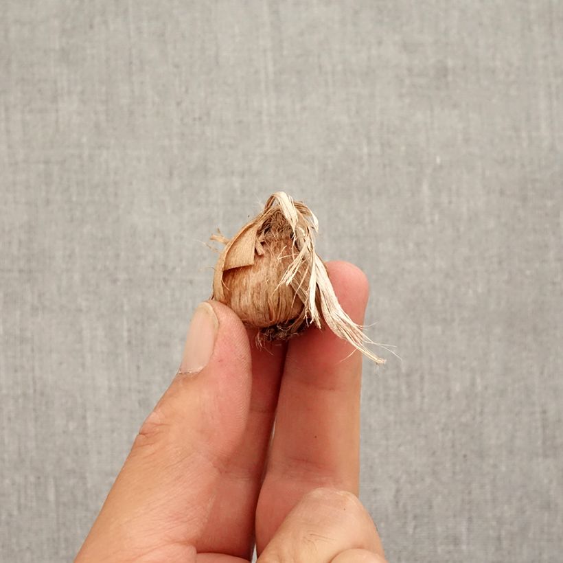 Amostra de Crocus sativus - Safran Bulbo size 8+ tal como entregue no outono