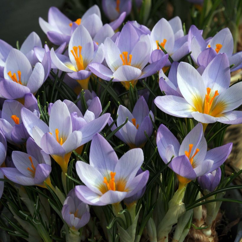 Crocus sieberi Firefly (Floração)