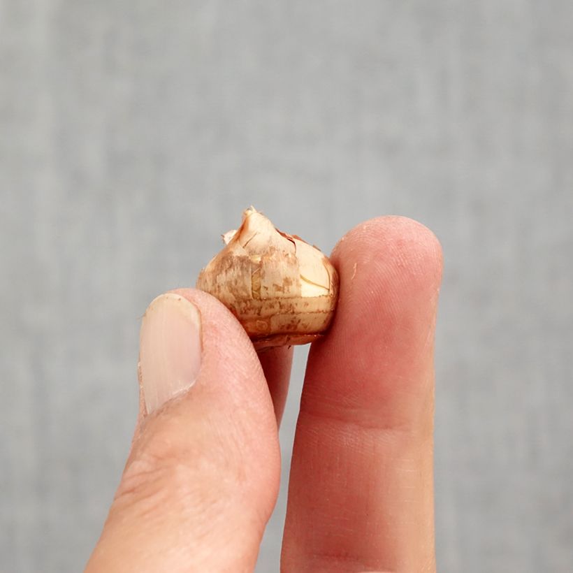 Amostra de Crocus sieberi Tricolor Bulbo size 6+ tal como entregue no outono