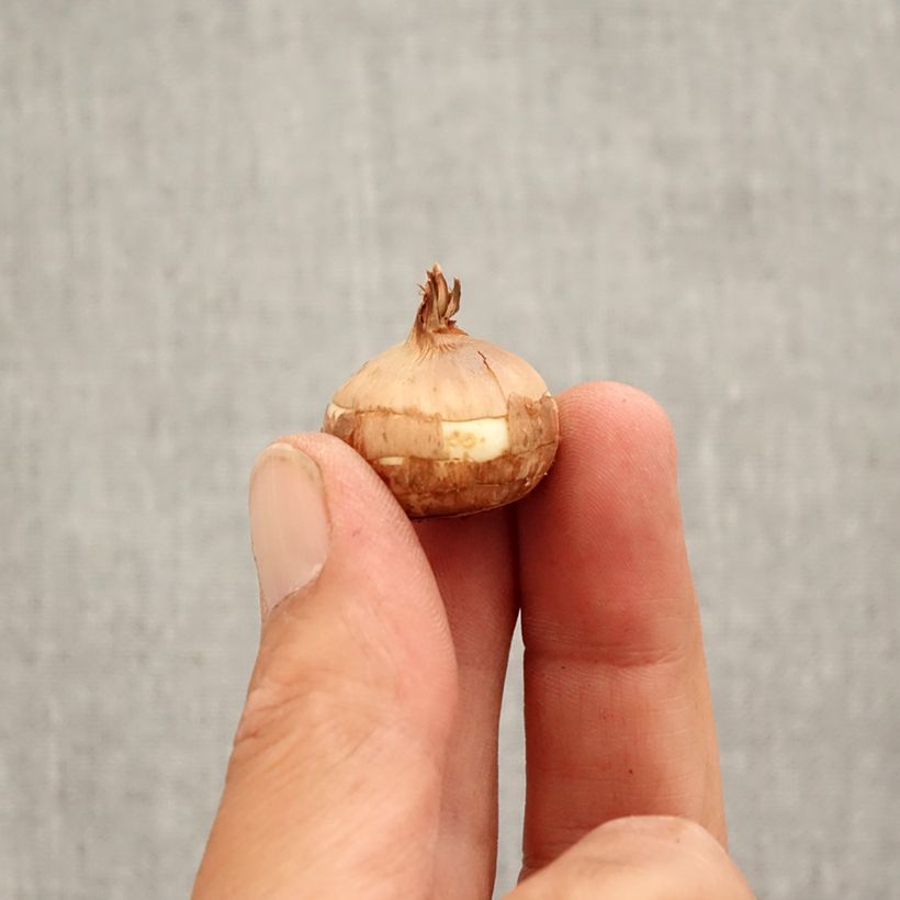 Amostra de Crocus Speciosus Albus Bulbo size 5+ tal como entregue no outono