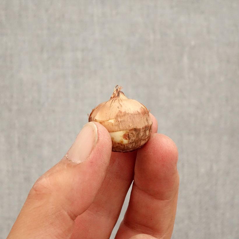 Amostra de Crocus speciosus Artabir - Crocus d'automne Bulbe Kaliber/Größe 5+ tal como entregue no outono