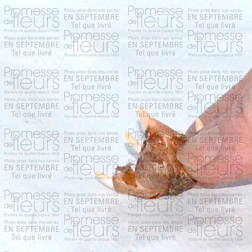 Exemplo de amostra de Crocus speciosus Conquéror Bulbe calibre 5+ tal como entregue