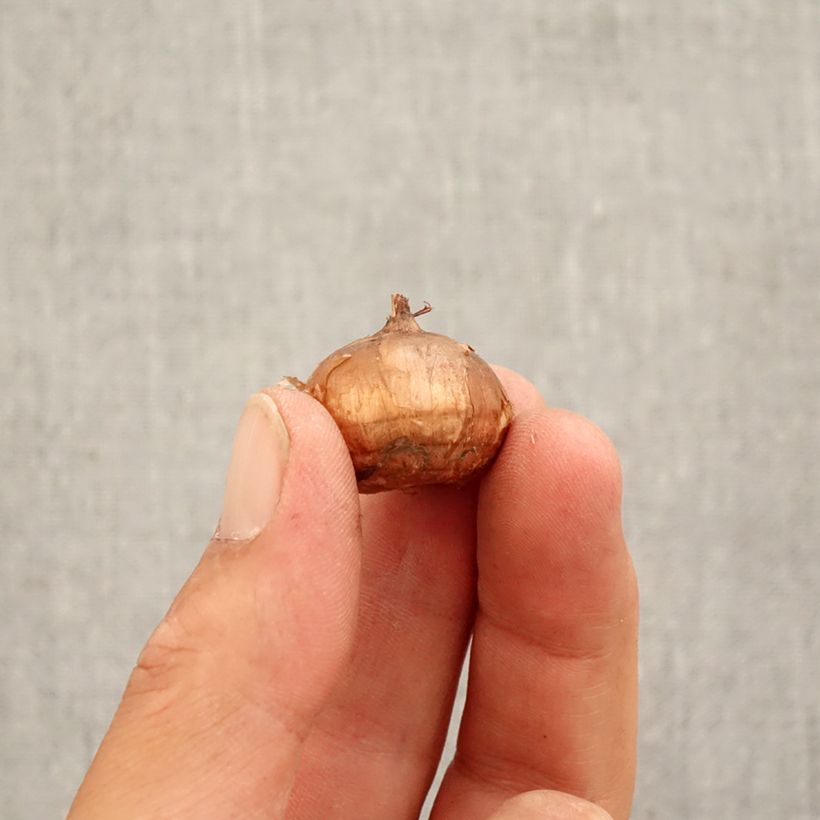 Amostra de Crocus speciosus Conquéror Bulbo size 5+ tal como entregue no outono