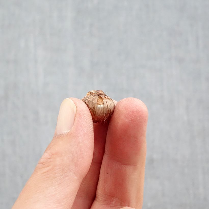 Amostra de Crocus Stellaris Bulbe Kaliber/Größe 5+ tal como entregue no outono