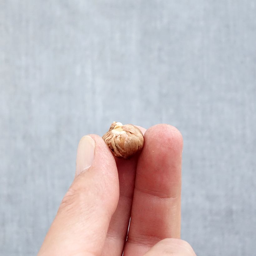 Amostra de Crocus tommasinianus Barr's Purple Bulbo size 5+ tal como entregue no outono