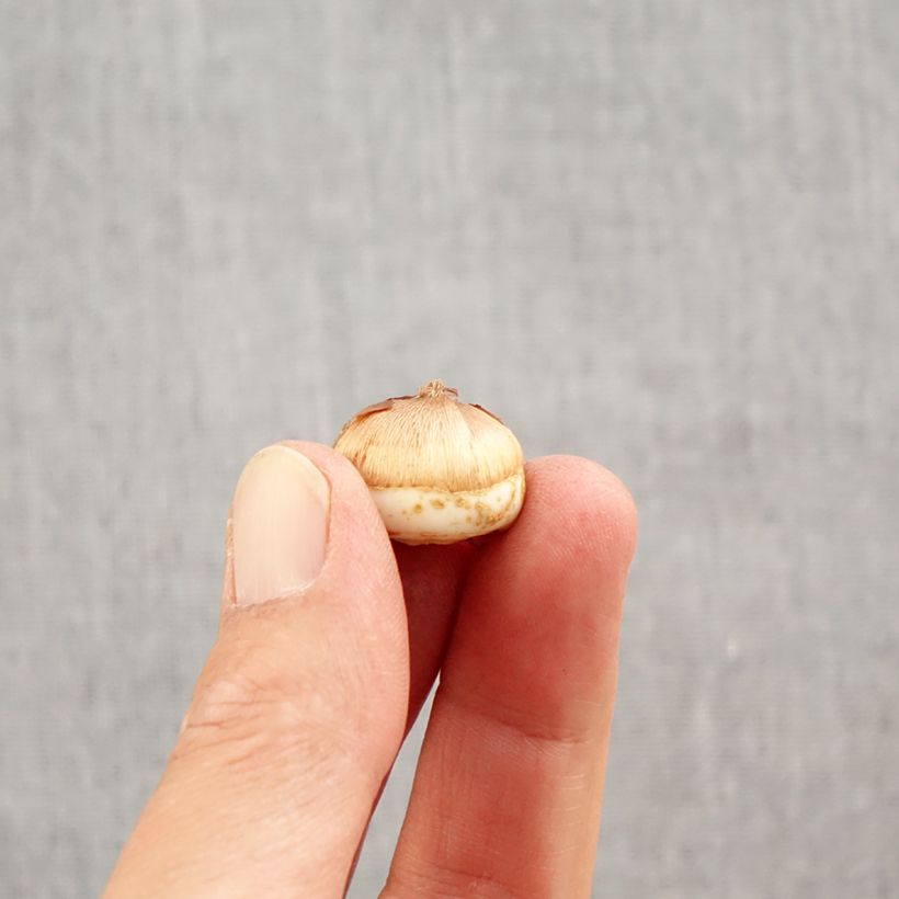 Amostra de Crocus tommasinianus Blue Ocean Bulbe Kaliber/Größe 6+ tal como entregue no outono