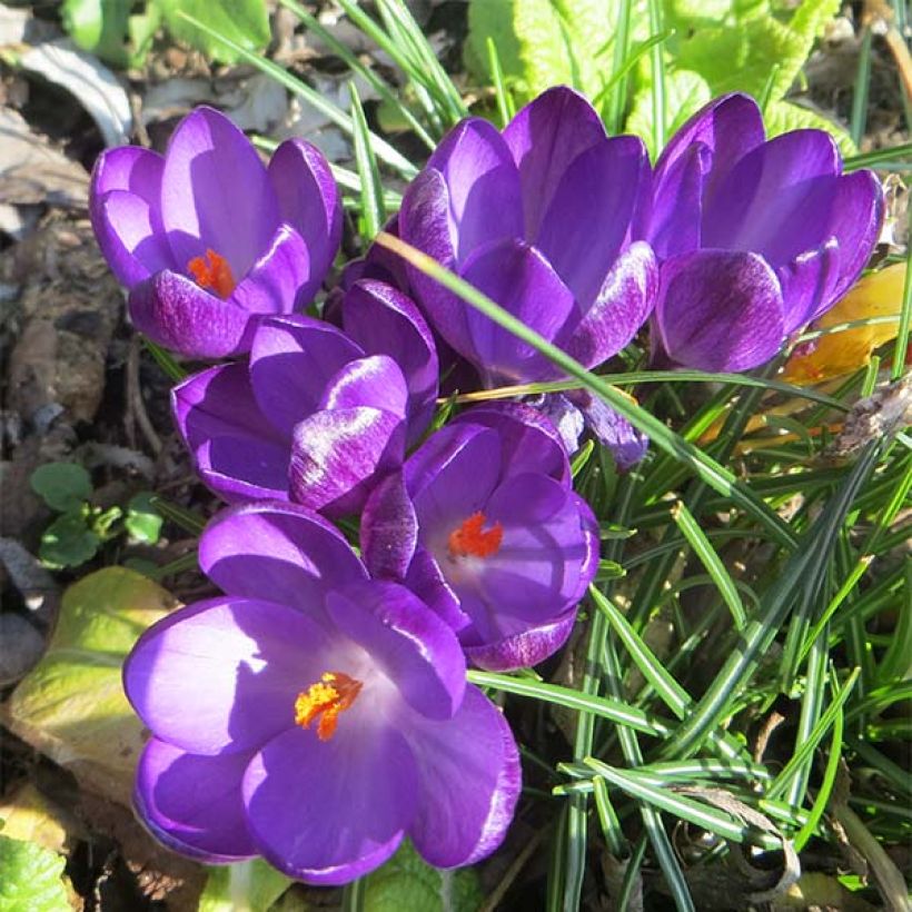 Crocus tommasinianus Ruby Giant (Floração)