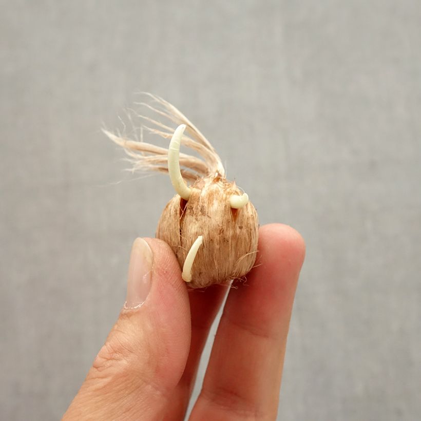 Amostra de Açafrão-da-primavera Vanguard - Crocus vernus Bulbo Calibre 8+ tal como entregue no outono