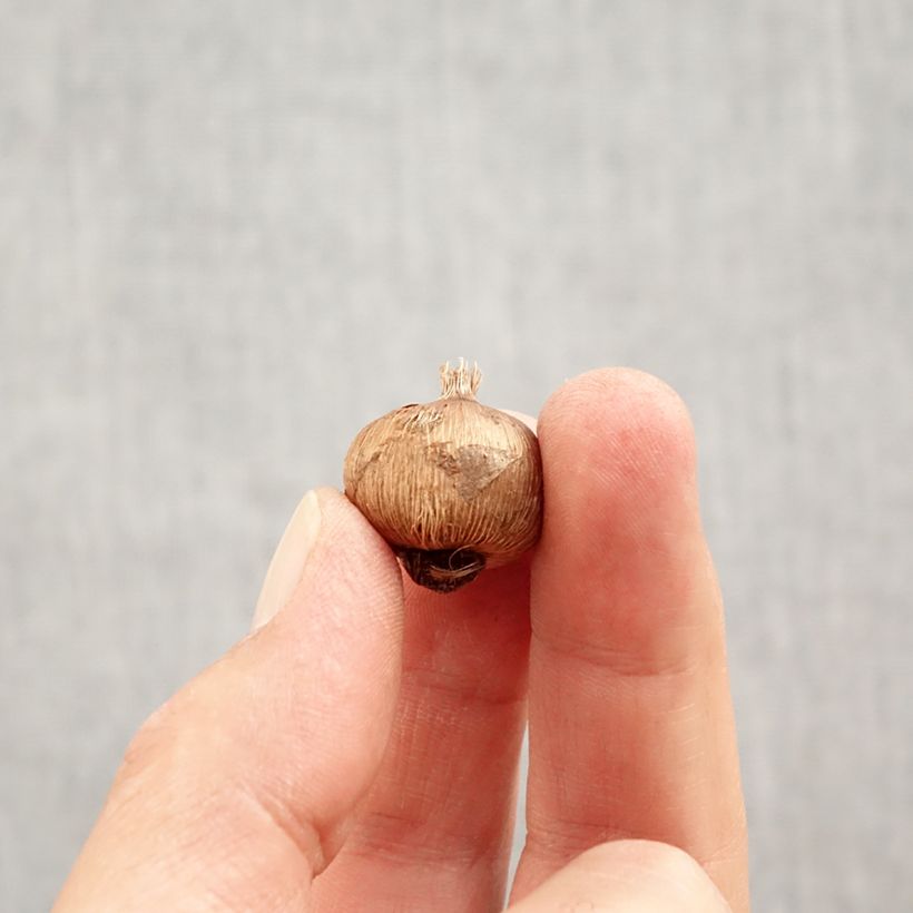 Amostra de Açafrão-da-primavera Branco - Crocus vernus subsp. albiflorus Bulbo Calibre I tal como entregue no outono