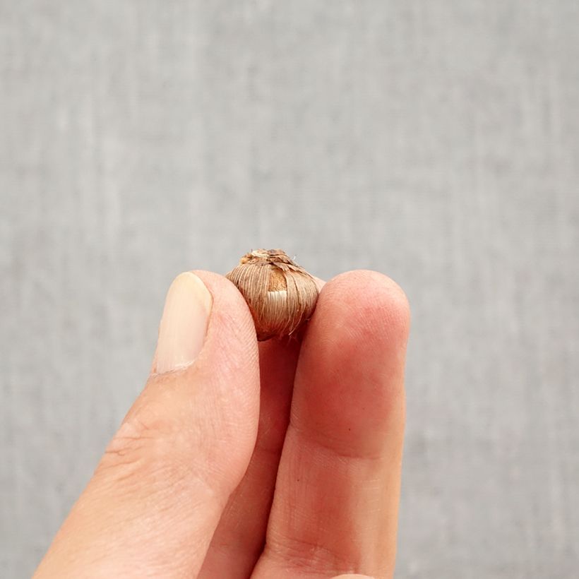 Amostra de Crocus versicolor Picturatus Bulbo Calibre 5+ tal como entregue no outono