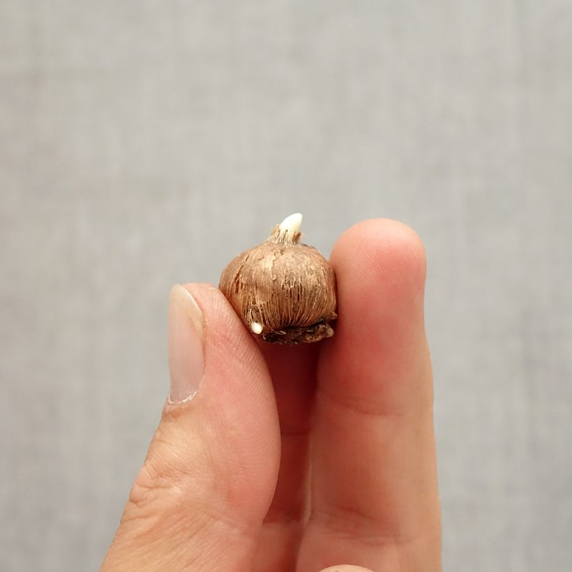 Amostra de Crocus vitellinus - Crocus botanique Bulbe Kaliber/Größe 5+ tal como entregue no outono