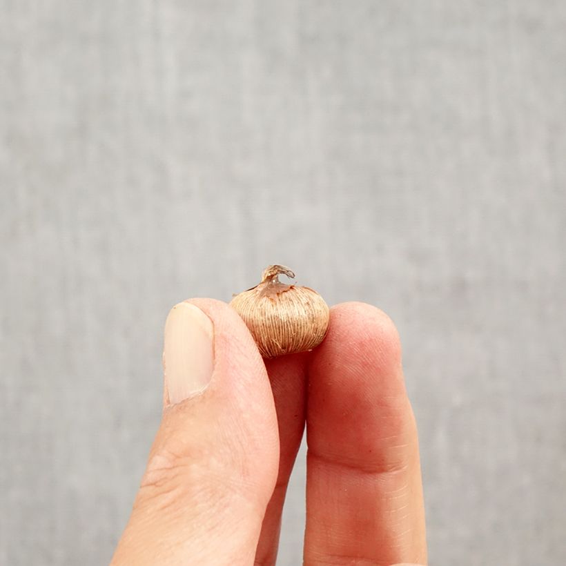 Amostra de Açafrão-da-primavera Yalta - Crocus Bulbo Calibre 5+ tal como entregue no outono