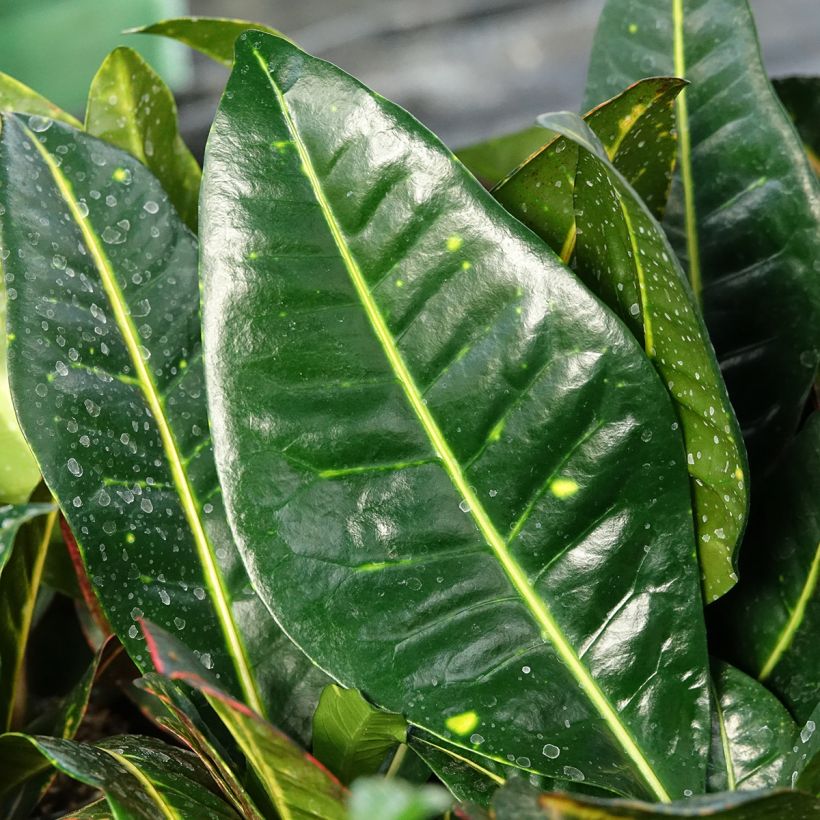 Cróton Petra - Codiaeum variegatum var. pictum (Folhagem)