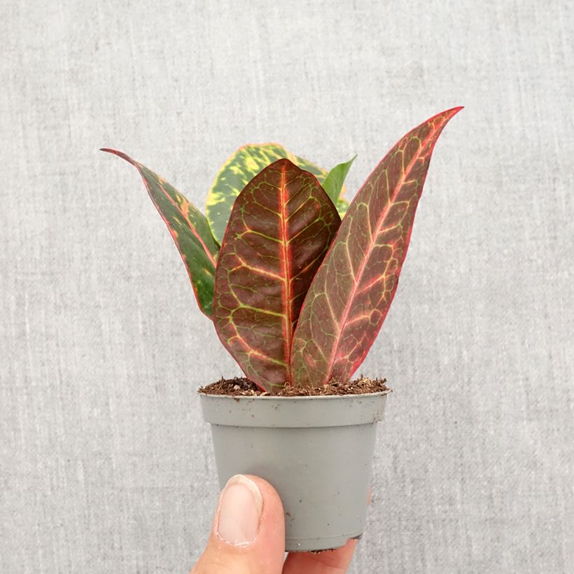 Amostra de Croton Petra - Codiaeum Mini-plante tal como entregue na primavera