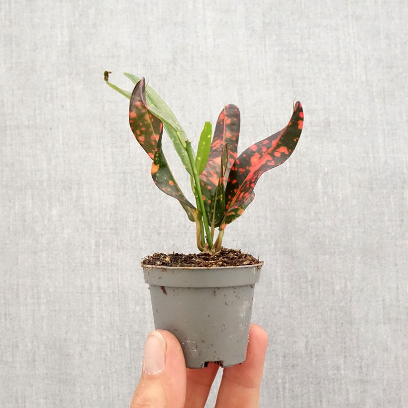 Amostra de Cróton Red Batik Mini-plante tal como entregue na primavera