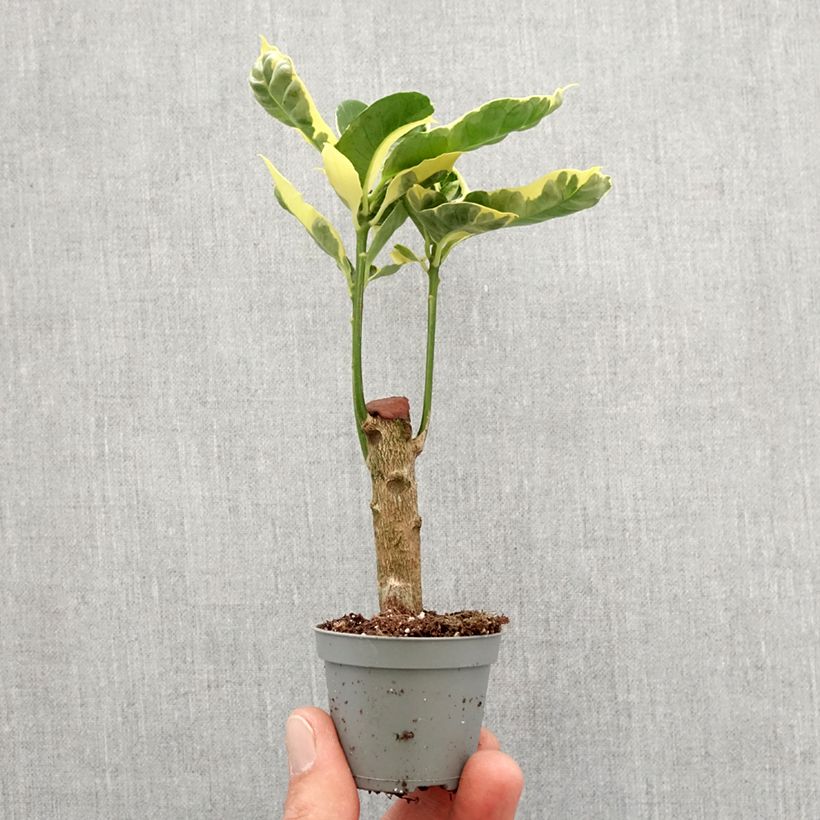 Amostra de Croton Tamara - Codiaeum arbustif Mini-plante tal como entregue na primavera