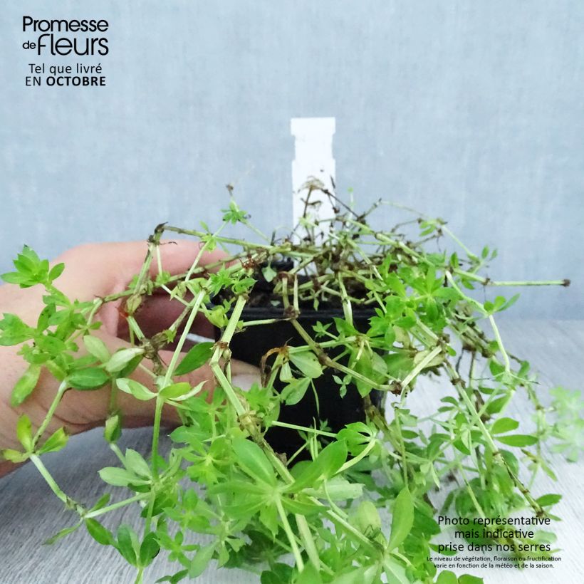 Amostra de Phuopsis stylosa Vaso de 8/9 cm tal como entregue no outono