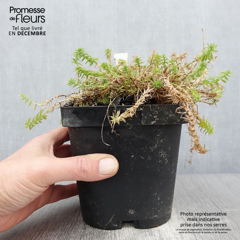 Amostra de Phuopsis stylosa Vaso de 2 L/3 L tal como entregue no outono