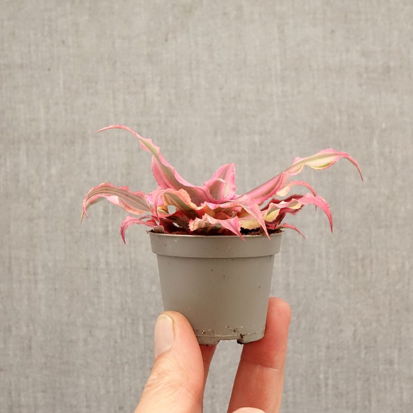 Amostra de Cryptanthus Pink Star - Estrela-de-terra Miniplanta tal como entregue na primavera