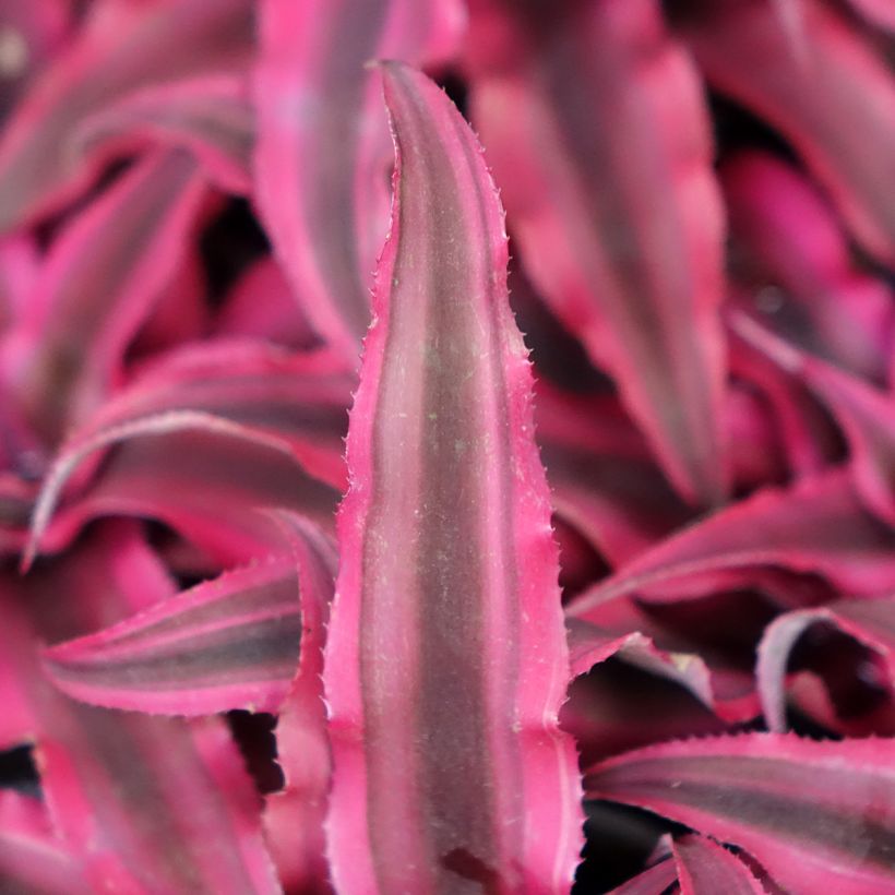 Cryptanthus Super Pink - Estrela-de-terra (Folhagem)