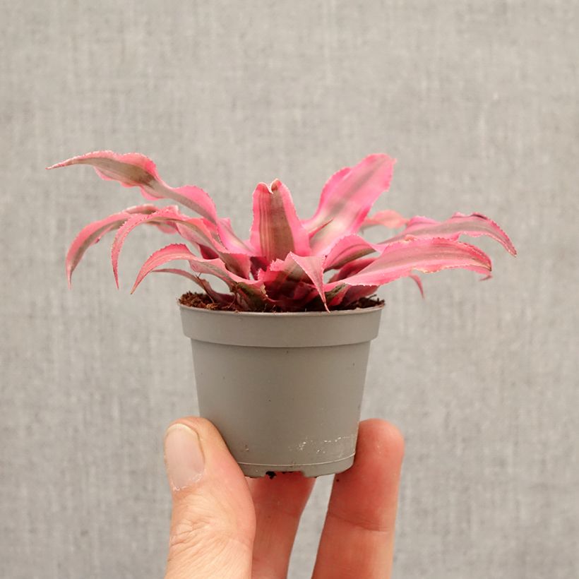 Amostra de Cryptanthus Super Pink - Estrela-de-terra Miniplanta tal como entregue na primavera