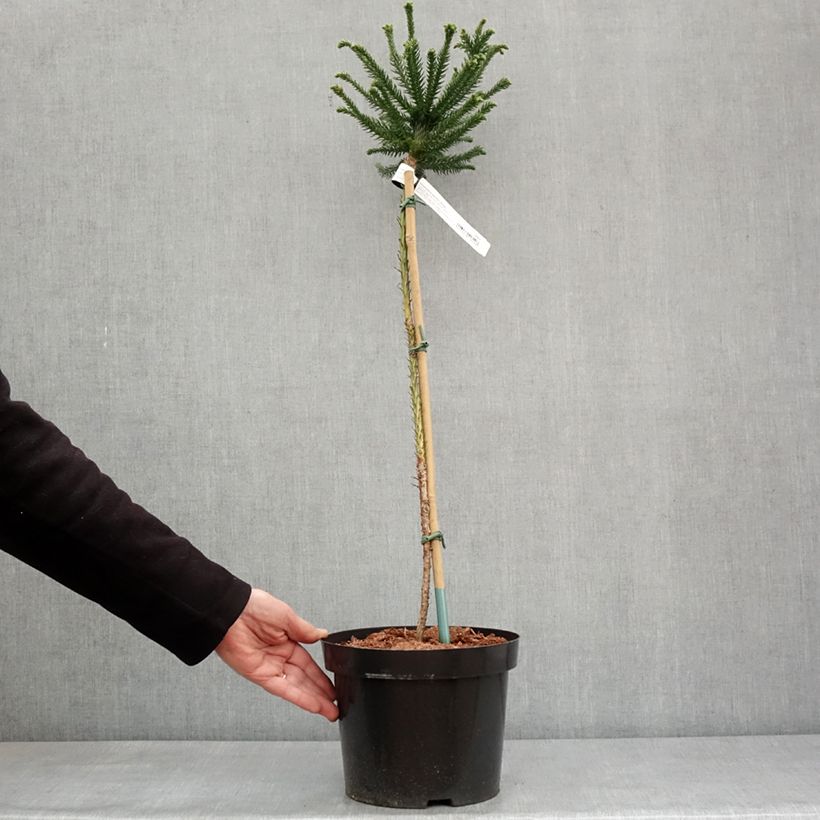 Amostra de Cryptomeria japonica Dinger - Cèdre du Japon Vaso de 4 L/5 L tal como entregue no inverno