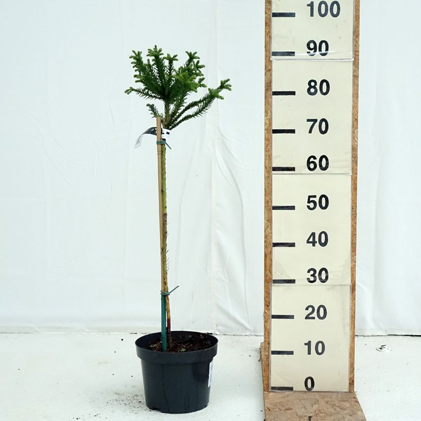 Amostra de Criptoméria Dinger - Cryptomeria japonica Vaso de 4 L/5 L, Haste tal como entregue no outono