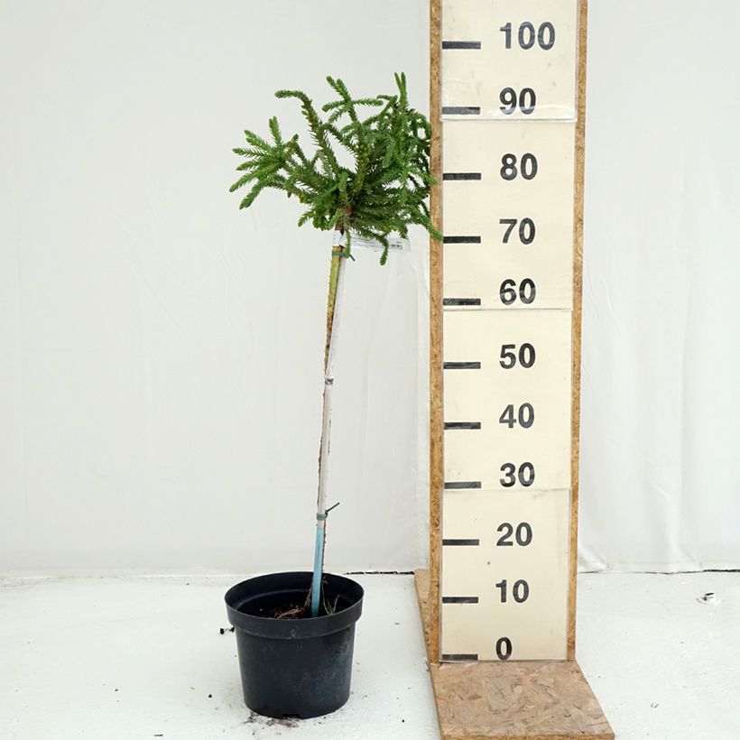 Amostra de Criptoméria Dinger - Cryptomeria japonica Vaso de 4 L/5 L, Haste tal como entregue no verão