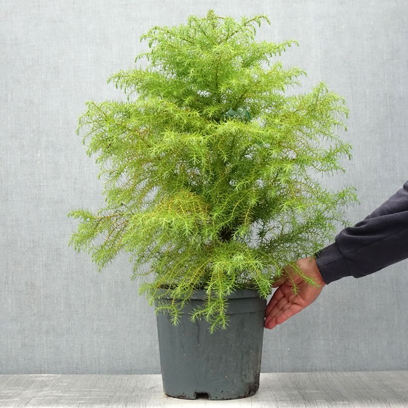 Amostra de Criptoméria Elegans Vaso de 7,5 L/10 L tal como entregue no verão