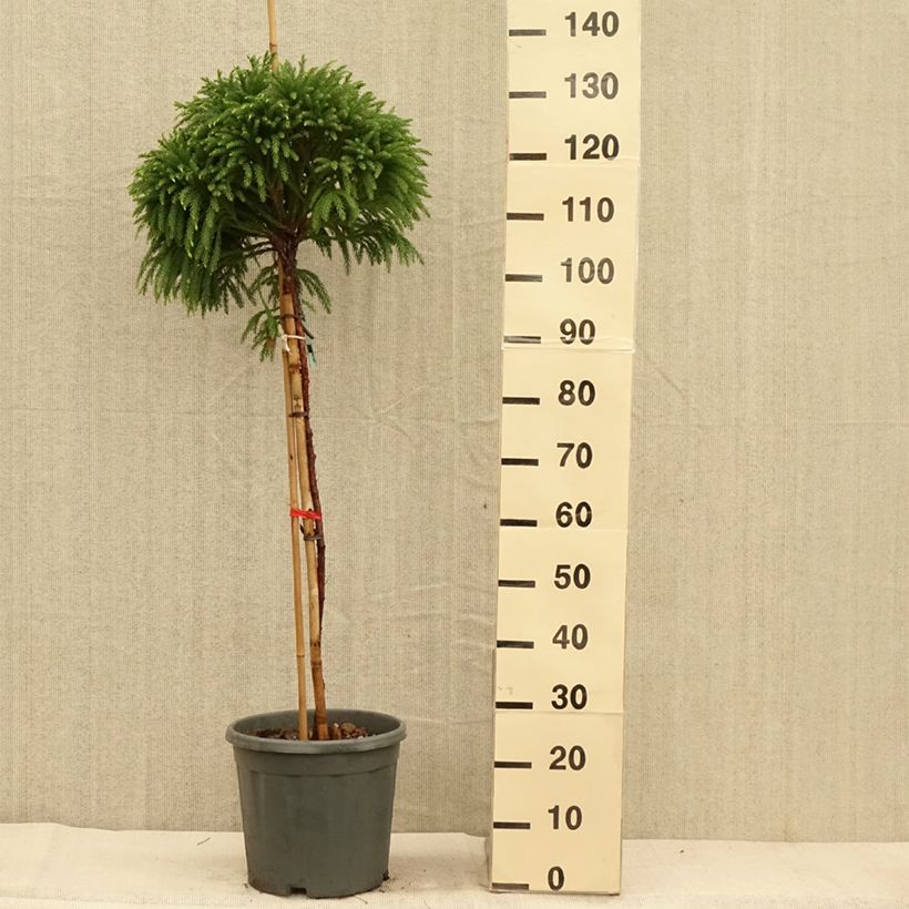 Amostra de Criptoméria Globosa Nana Vaso de 12 L/15 L, Haste tal como entregue no outono