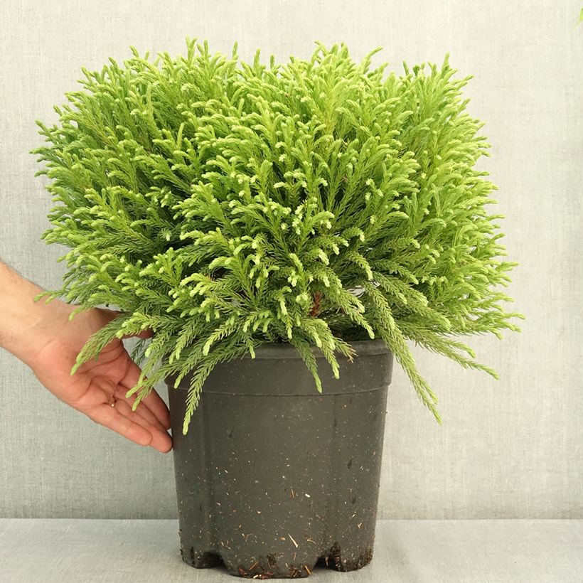 Amostra de Criptoméria Globosa Nana Vaso de 7,5 L/10 L tal como entregue no verão