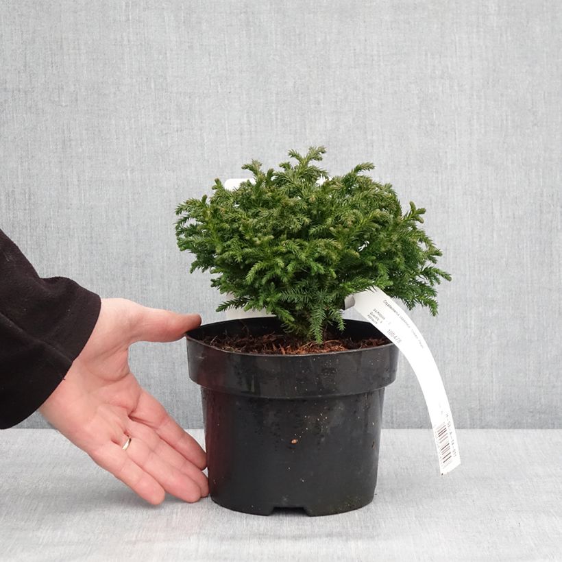 Amostra de Cryptomeria japonica Green Pearl - Cèdre du Japon Vaso de 2 L/3 L tal como entregue no inverno