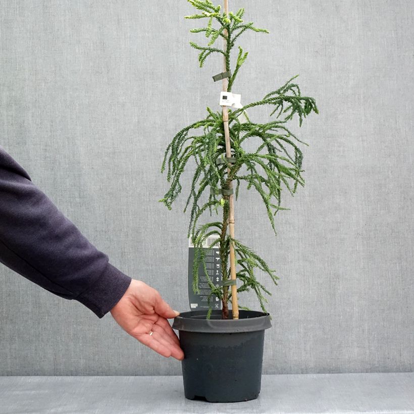 Amostra de Criptoméria Kyara Gold Vaso de 3 L/4 L tal como entregue na primavera