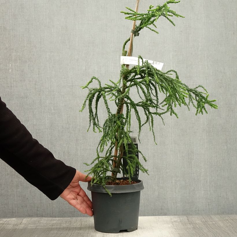 Amostra de Cryptomeria japonica Kyara Gold - Cèdre du Japon doré Pot de 3L/4L tal como entregue no outono