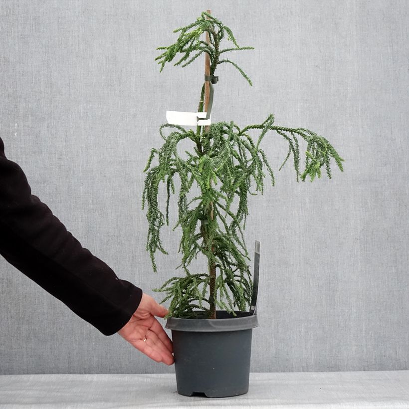 Amostra de Criptoméria Kyara Gold Vaso de 3 L/4 L tal como entregue no inverno