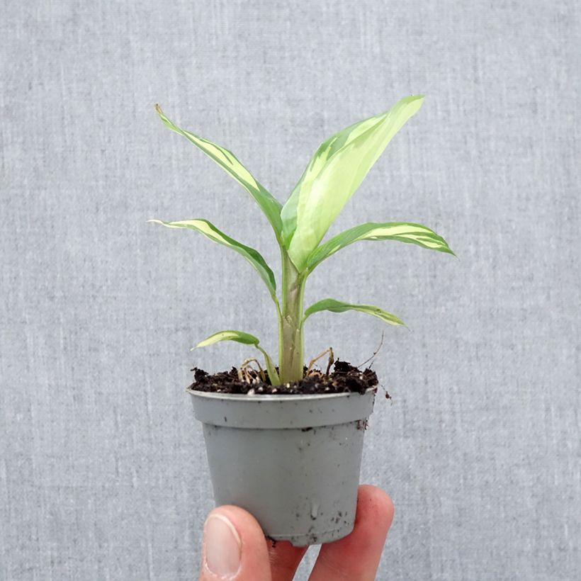 Amostra de Ctenanthe lubbersiana Golden Mosaic Mini-plante tal como entregue na primavera