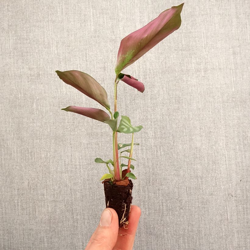 Amostra de Ctenanthe oppenheimiana Mini-plante tal como entregue na primavera