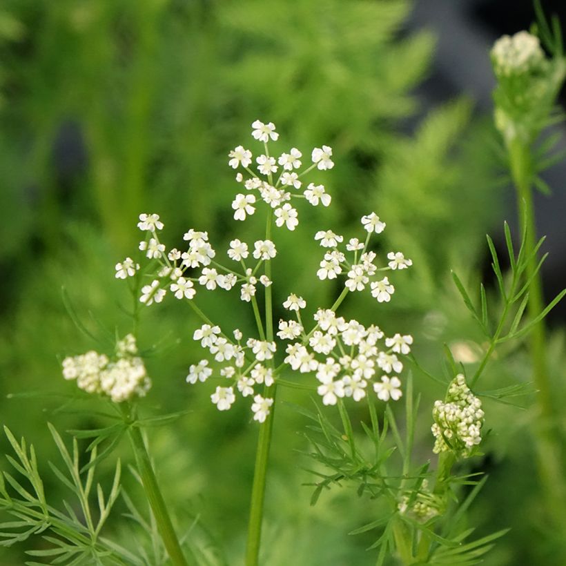 Carum carvi (Floração)