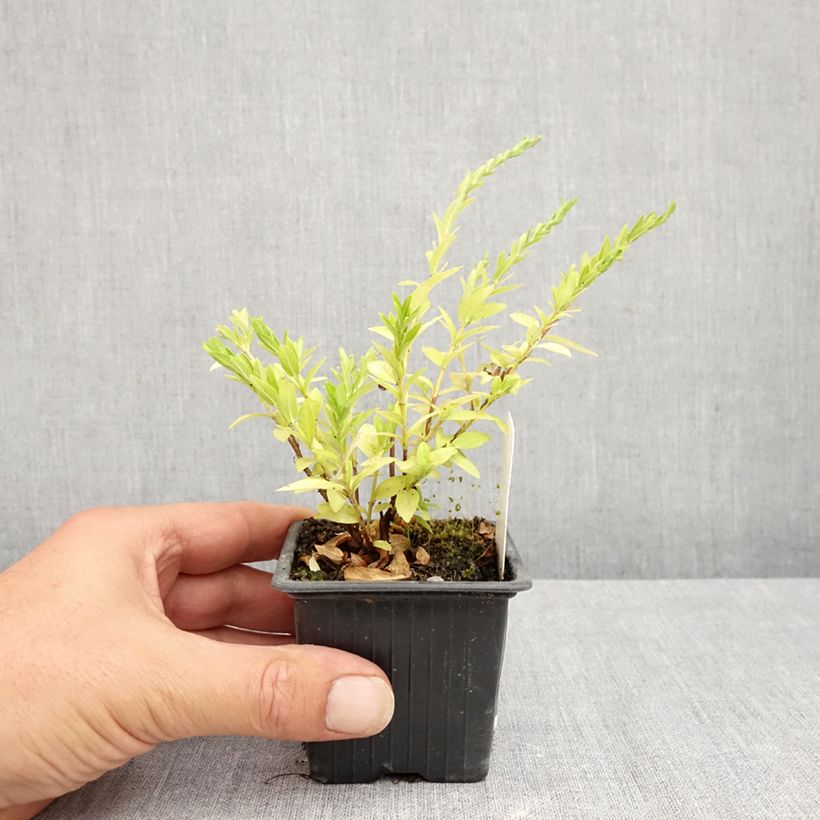 Amostra de Cuphea hyssopifolia Purple Vaso de 8/9 cm tal como entregue no verão