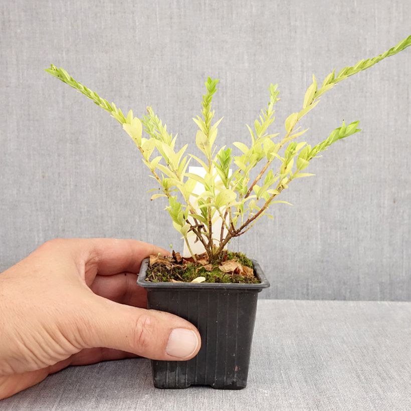 Amostra de Cuphea hyssopifolia Purple Vaso de 8/9 cm tal como entregue no outono