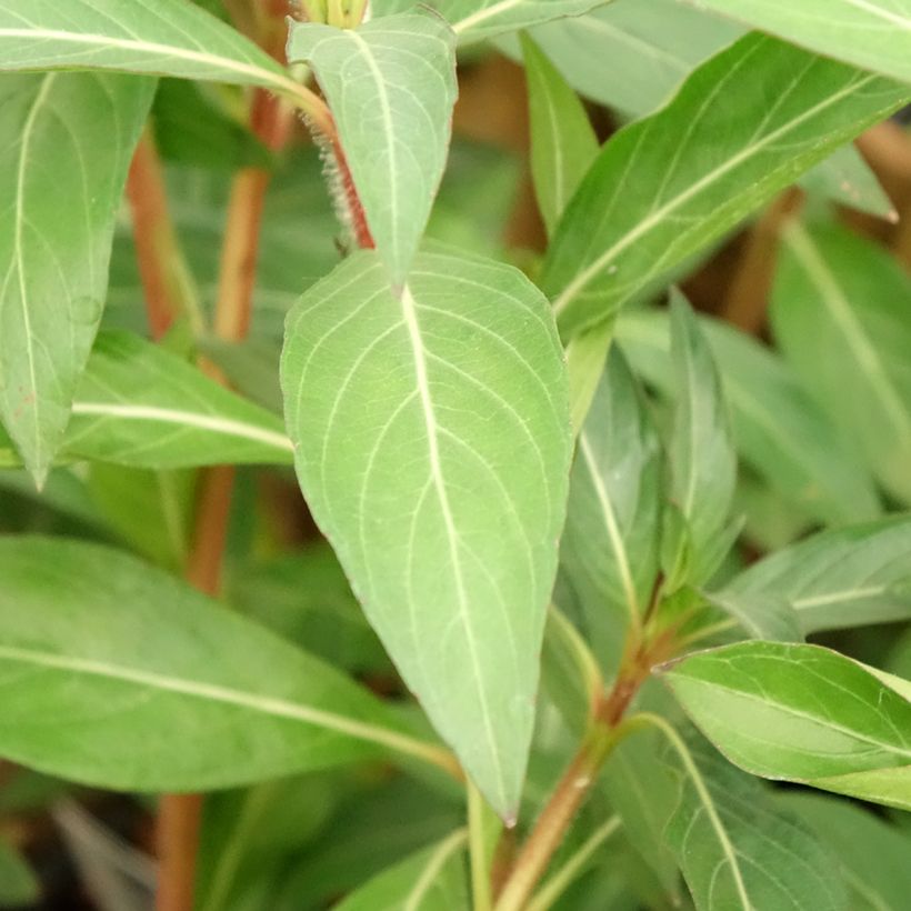 Cuphea micropetala (Folhagem)
