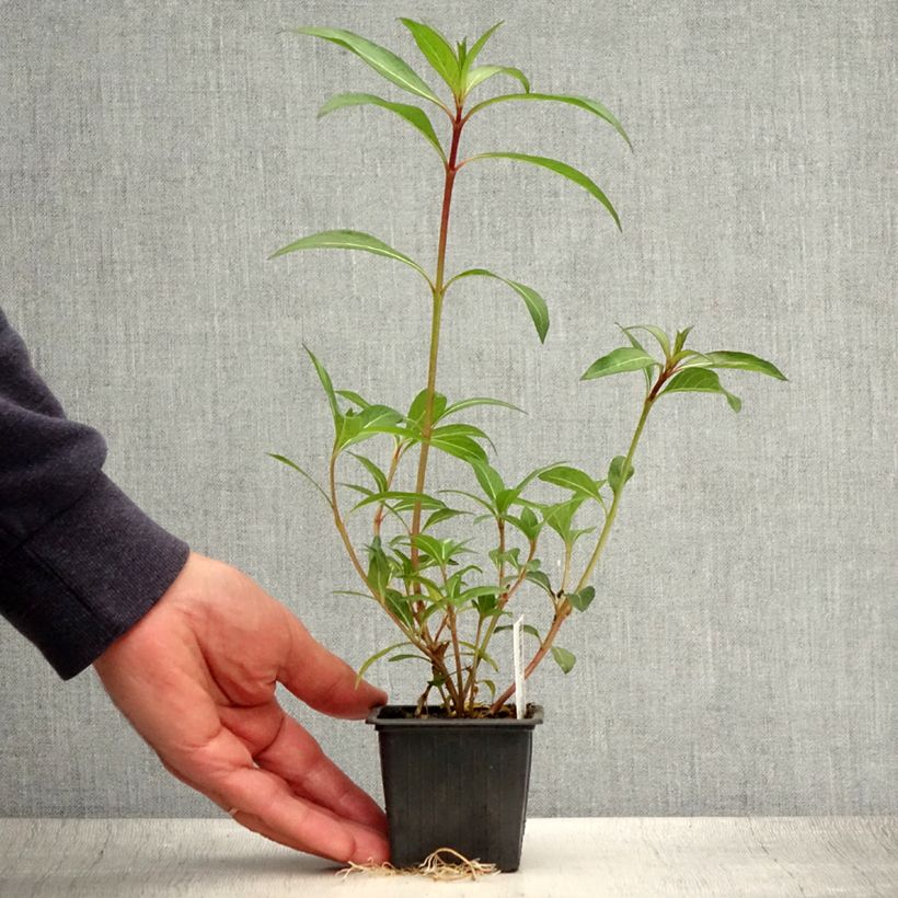 Amostra de Cuphea micropetala Vaso de 8/9 cm tal como entregue no verão