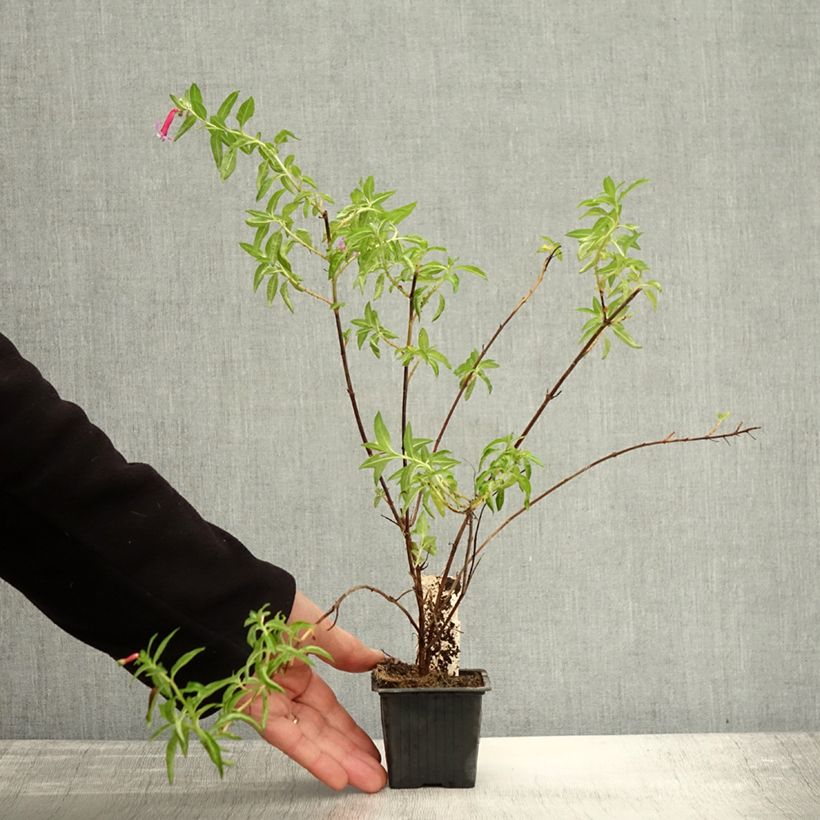 Amostra de Cuphea Twinkle Pink - Plante cigarette Godet de 8/9 cm tal como entregue no outono