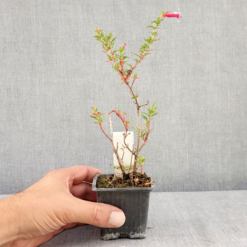 Amostra de Cuphea Twinkle Pink Vaso de 8/9 cm tal como entregue no verão