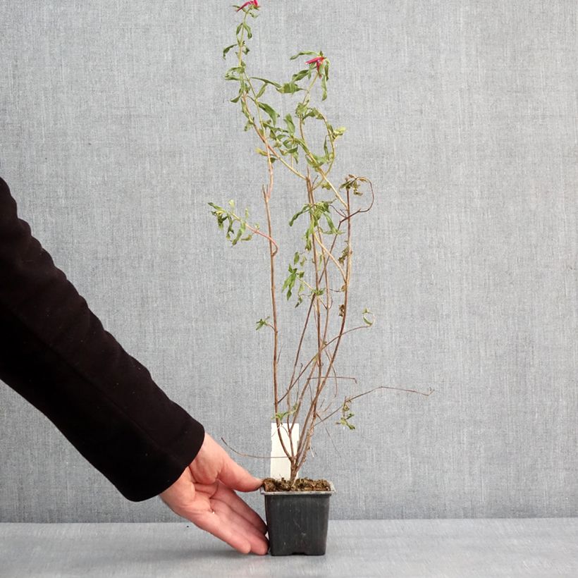 Amostra de Cuphea Twinkle Pink Vaso de 8/9 cm tal como entregue no inverno