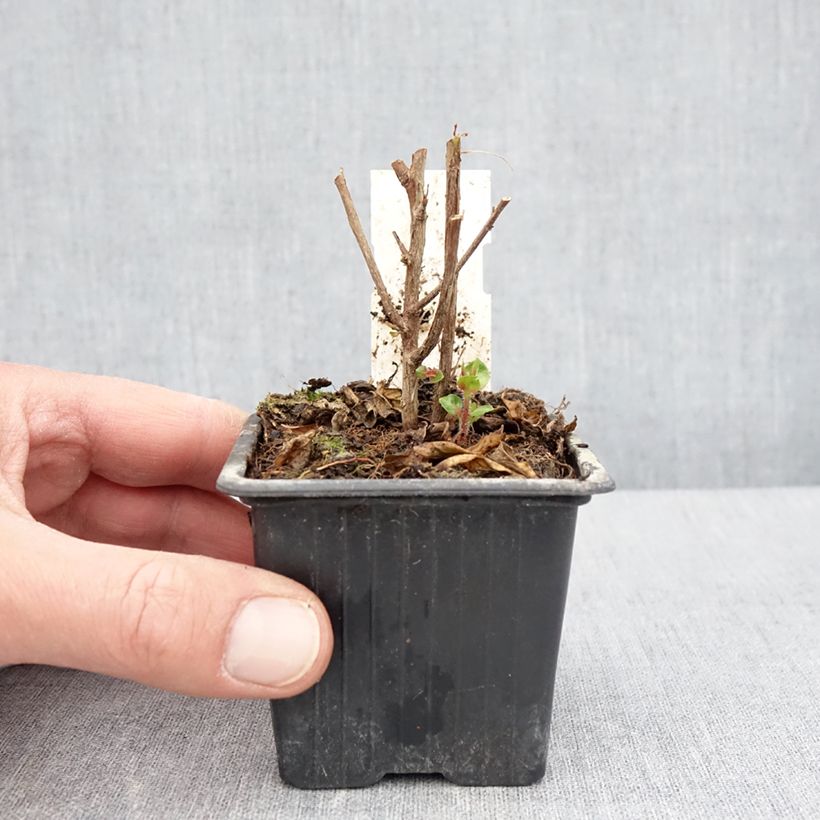 Amostra de Cuphea Twinkle Pink Vaso de 8/9 cm tal como entregue na primavera