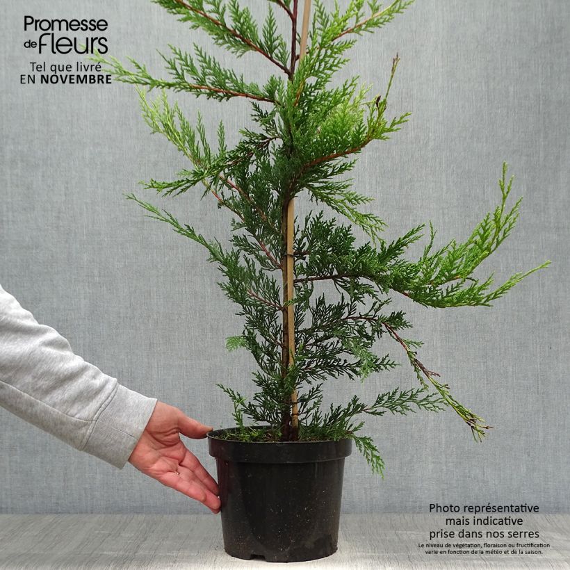 Amostra de Cupressocyparis leylandii Castlewellan Gold Vaso de 3 L/4 L tal como entregue no outono