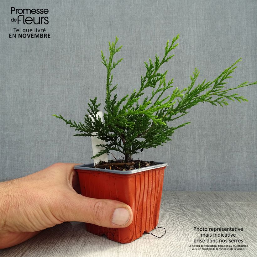 Amostra de Cupressocyparis leylandii Castlewellan Gold Vaso de 8/9 cm tal como entregue no outono