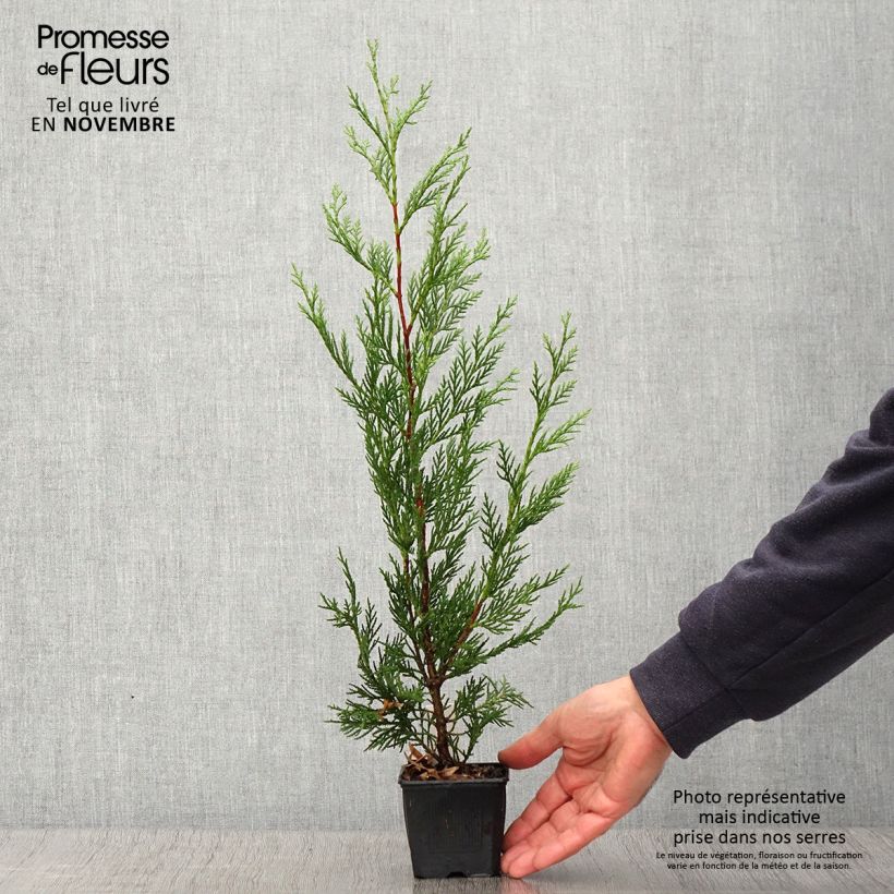 Amostra de Cupressocyparis leylandii 2001 Vaso de 8/9 cm tal como entregue no outono